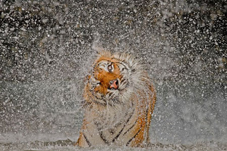 Giải thưởng lớn: Phát nổ! Bức ảnh chụp nàng hổ Đông Dương Busaba, loài hổ quý ở vườn thú Khao Kheow Open Zoo, Thái Lan. Bức ảnh của nhiếp ảnh gia Ashley Vincent chụp khi Busaba tắm mình trong nước rồi rũ khô bộ lông của mình.